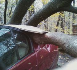 hurricane sandy damage fallen tree on car